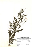 藏品(野桐蒿)的圖片